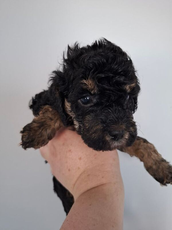 Cockapoo puppies for sale in Hereford, Herefordshire – 5 weeks old - Image 3 of 3
