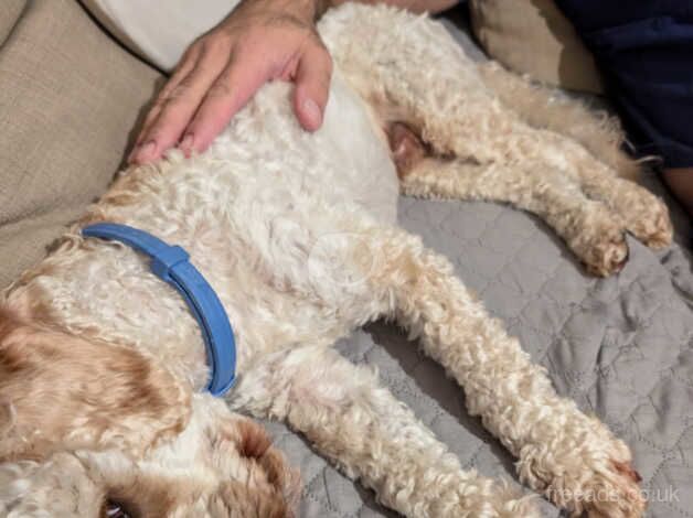 Cockapoo puppies for sale in Manchester, Greater Manchester – 3 years old - Image 2 of 4