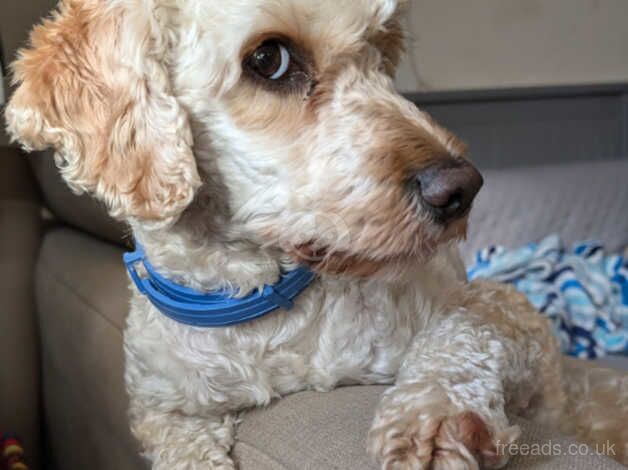 Cockapoo puppies for sale in Manchester, Greater Manchester – 3 years old - Image 3 of 4