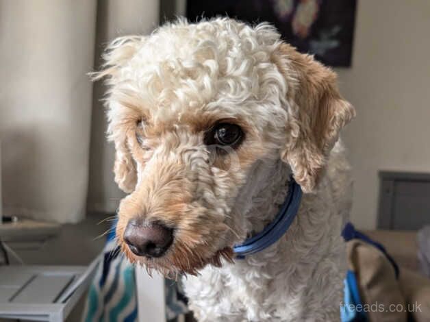 Cockapoo puppies for sale in Manchester, Greater Manchester – 3 years old - Image 4 of 4