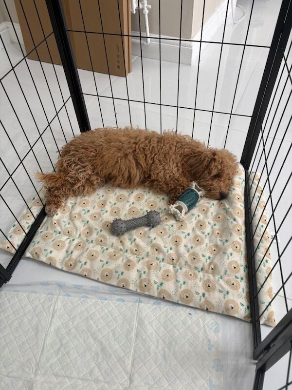 Toy cockapoo fox red and white markings boy - Image 2 of 3