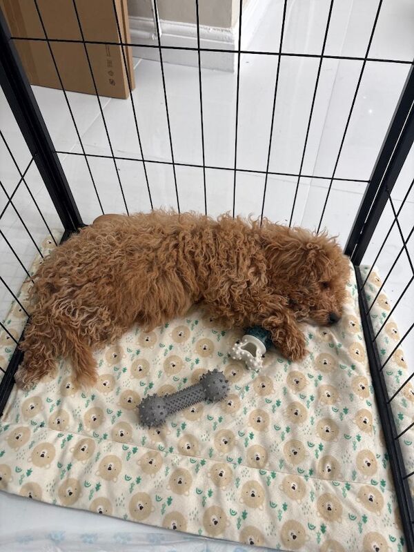 Toy cockapoo fox red and white markings boy - Image 3 of 3