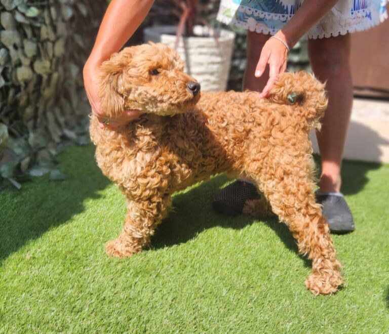 Toy cockapoo puppie - Image 2 of 3