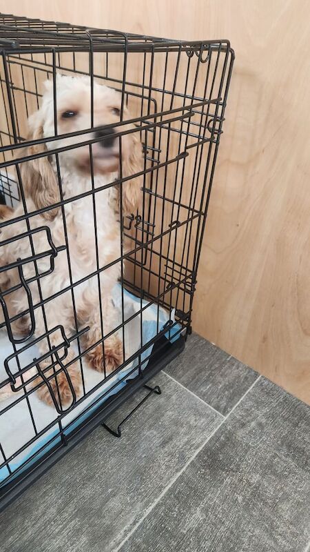 Toy cockapoo puppie - Image 3 of 3