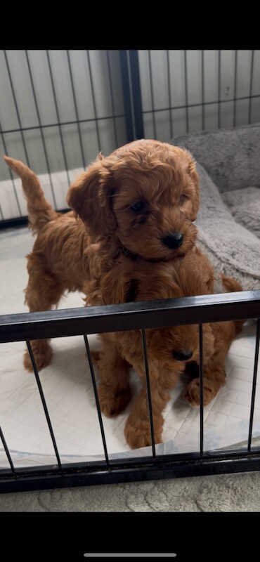 Toy Cockapoo puppies- 1 girl left