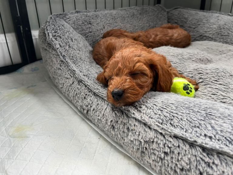 Toy Cockapoo puppies- 1 girl left - Image 2 of 5