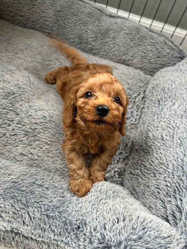 Toy Cockapoo puppies- 1 girl left - Image 4 of 5