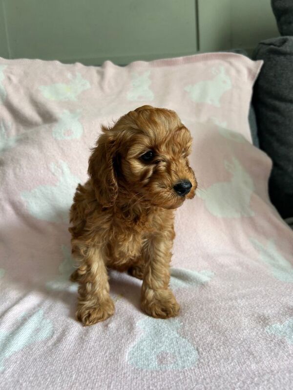 Toy Cockapoo puppies- 1 girl left - Image 5 of 5