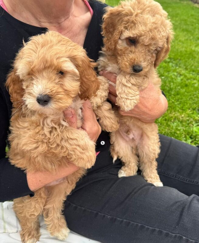 Cockapoo puppies for sale in Muirhead, Angus – 9 weeks old