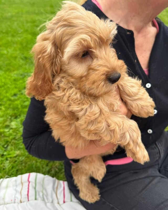 Cockapoo puppies for sale in Muirhead, Angus – 9 weeks old - Image 2 of 3