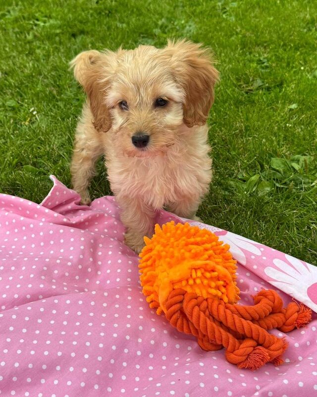 Cockapoo puppies for sale in Muirhead, Angus – 9 weeks old - Image 3 of 3