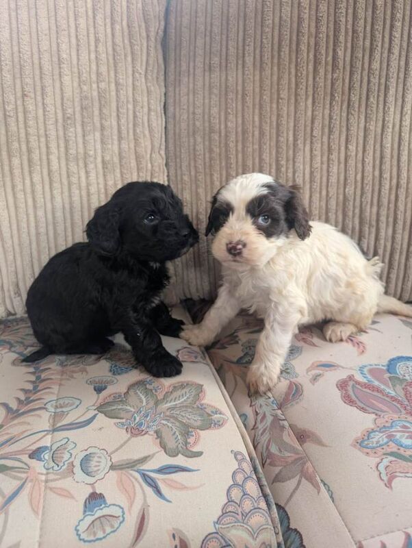 Toy cockapoo puppies