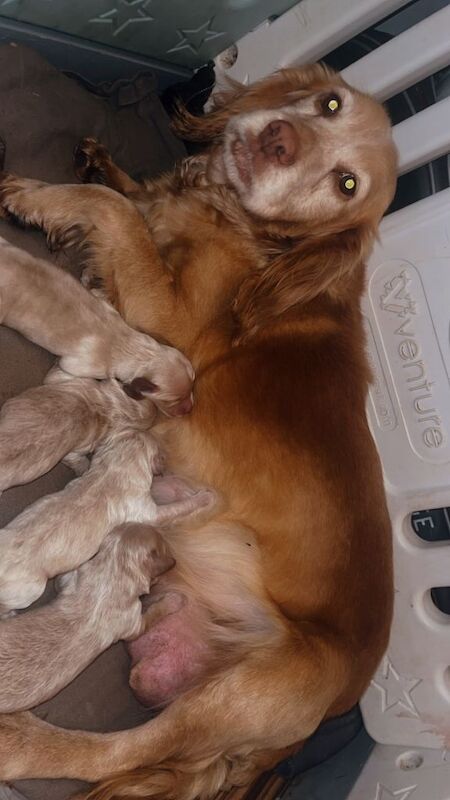 Toy cockapoo puppies