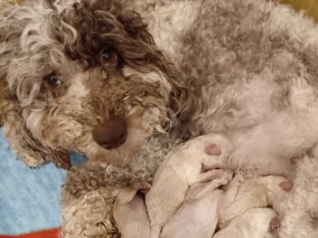 Cockapoo puppies for sale in Durham, County Durham – 1 year old - Image 2 of 5