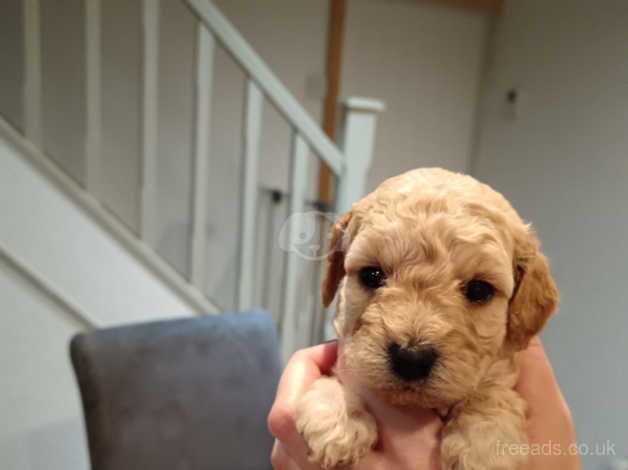 Cockapoo puppies for sale in Durham, County Durham – 1 year old - Image 3 of 5