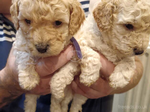 Cockapoo puppies for sale in Durham, County Durham – 1 year old - Image 4 of 5