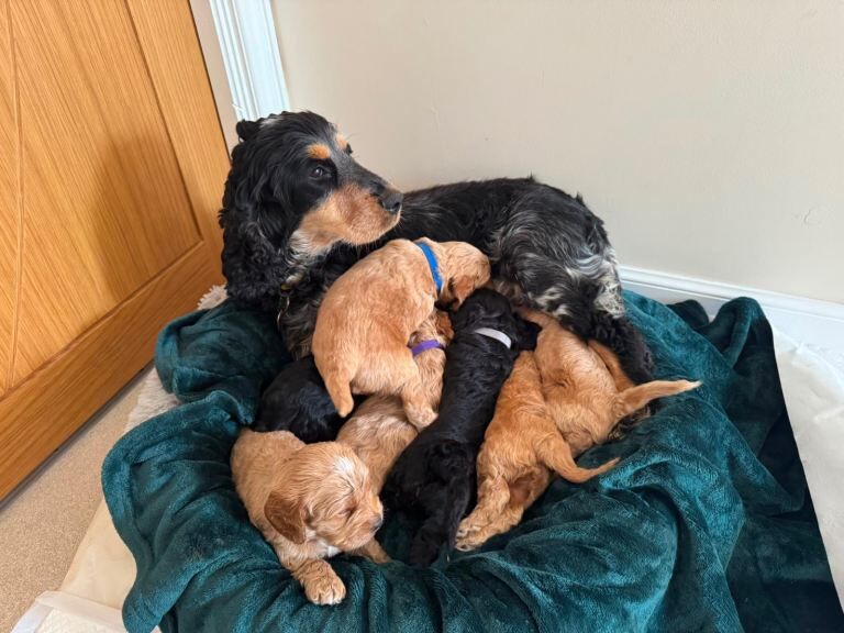 Toy cockapoo puppies (golden) (tri) adorable