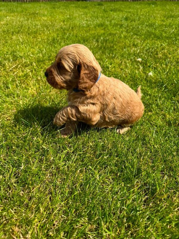 Toy cockapoo puppies (golden) (tri) adorable - Image 2 of 5