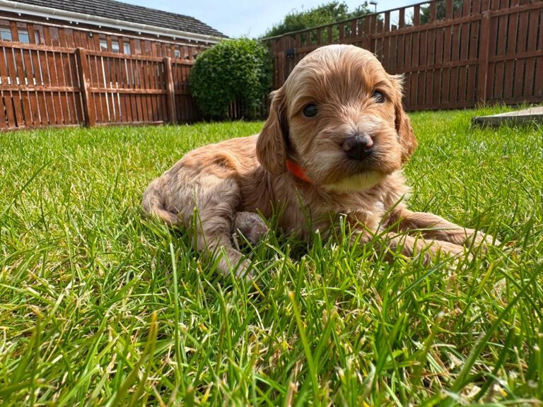 Toy cockapoo puppies (golden) (tri) adorable - Image 3 of 5