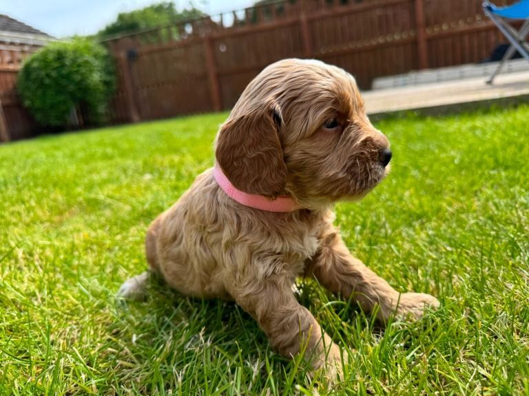 Toy cockapoo puppies (golden) (tri) adorable - Image 4 of 5
