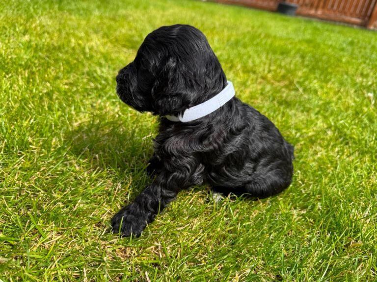 Toy cockapoo puppies (golden) (tri) adorable - Image 5 of 5