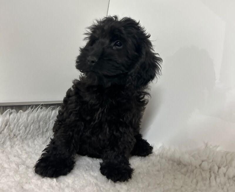 Toy cockapoo puppy ready now for sale in Upwell, Norfolk