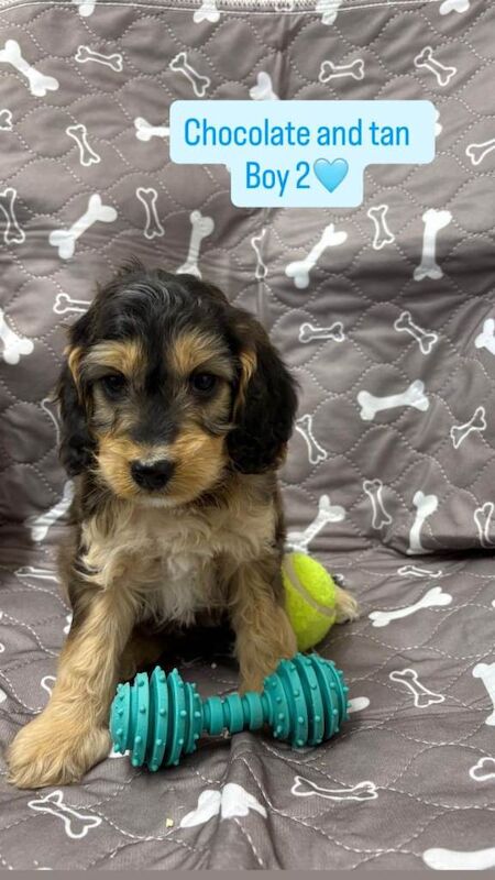 Cockapoo puppies for sale in Hockley, Essex – KC registered, 7 weeks old