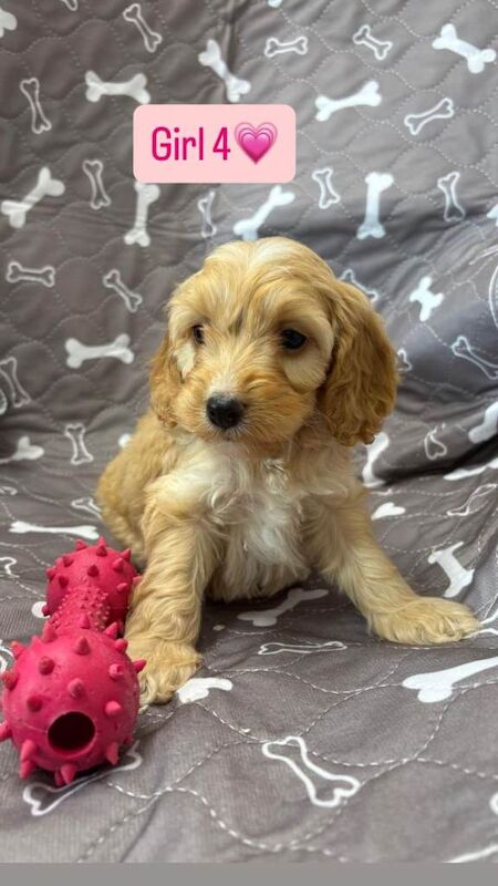 Cockapoo puppies for sale in Hockley, Essex – KC registered, 7 weeks old - Image 2 of 6