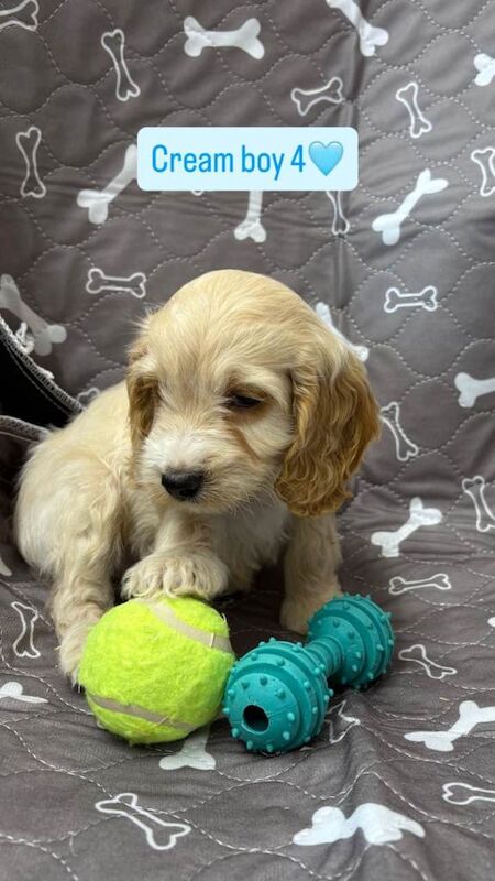 Cockapoo puppies for sale in Hockley, Essex – KC registered, 7 weeks old - Image 3 of 6