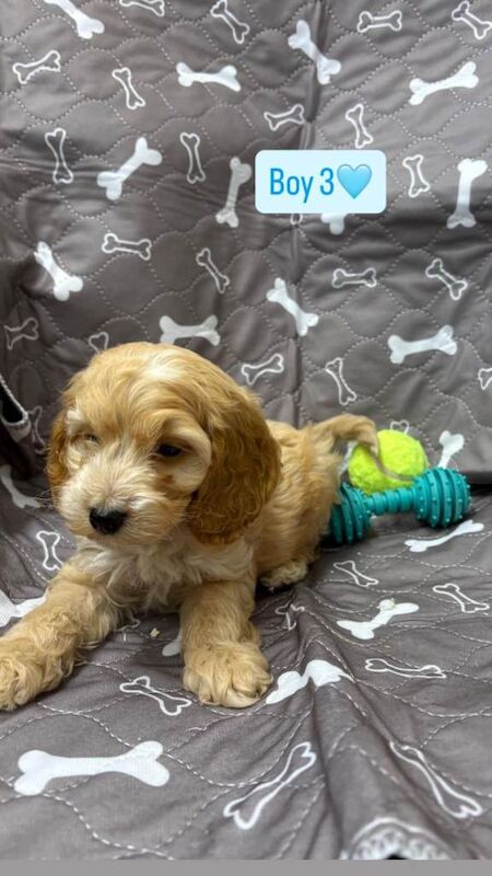 Cockapoo puppies for sale in Hockley, Essex – KC registered, 7 weeks old - Image 5 of 6