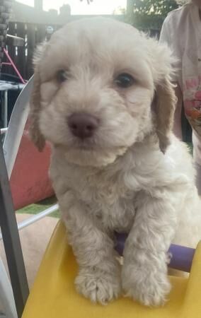 Cockapoo puppies for sale in Bishop Auckland, Durham – 1 year old - Image 1 of 5