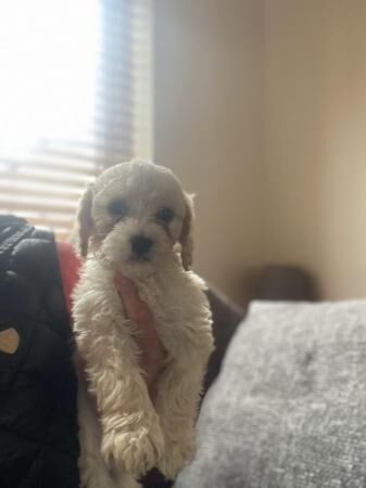 Cockapoo puppies for sale in Bishop Auckland, Durham – 1 year old - Image 3 of 5