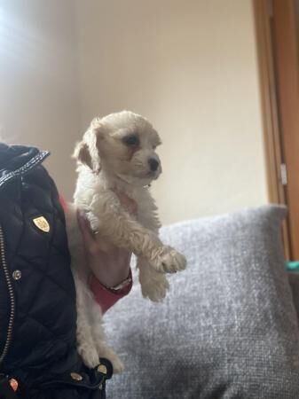 Cockapoo puppies for sale in Bishop Auckland, Durham – 1 year old - Image 4 of 5
