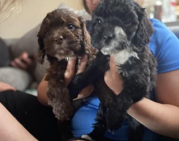 Cockapoo puppies for sale in Bishop Auckland, Durham – 1 year old - Image 5 of 5