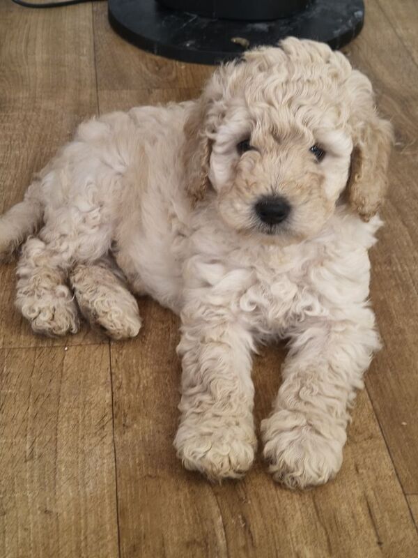 Toy cockapoo x Poodle puppies