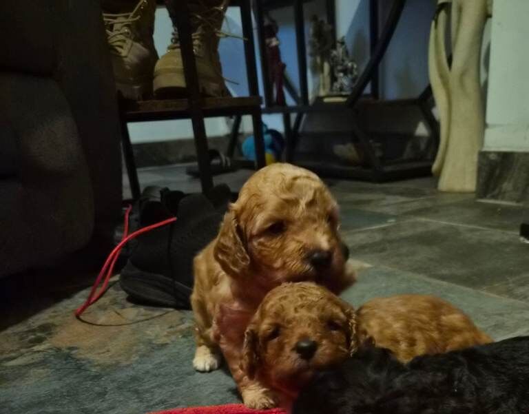 Cockapoo puppies for sale in Chellaston, Derbyshire – 6 weeks old - Image 3 of 3