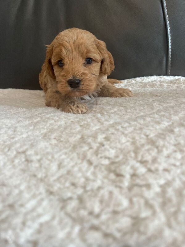 Toy Cockapoo’s - Image 2 of 3