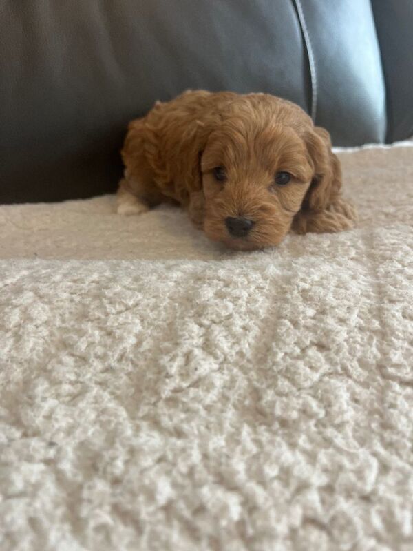 Toy Cockapoo’s - Image 3 of 3