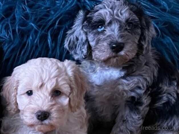Cockapoo puppies for sale in Bexley, Greater London – 1 year old - Image 3 of 5