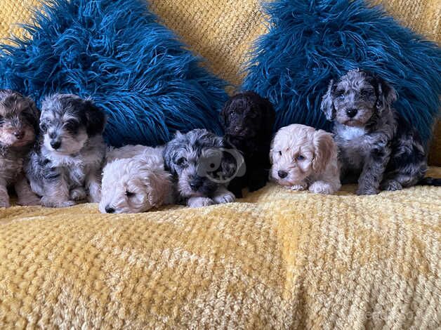Cockapoo puppies for sale in Bexley, Greater London – 1 year old - Image 4 of 5