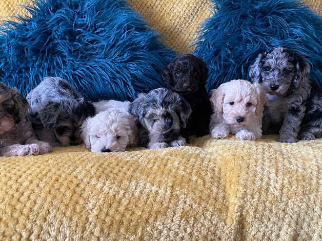 Cockapoo puppies for sale in Bexley, Greater London – 1 year old - Image 5 of 5