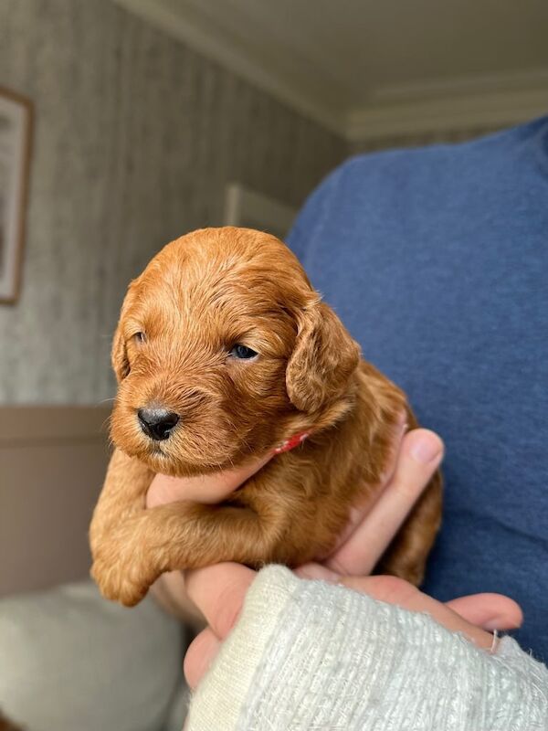 Cockapoo puppies for sale in Whitwell, Derbyshire – 8 months old - Image 2 of 3