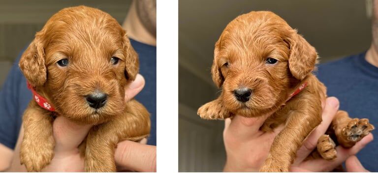 Cockapoo puppies for sale in Whitwell, Derbyshire – 8 months old - Image 3 of 3