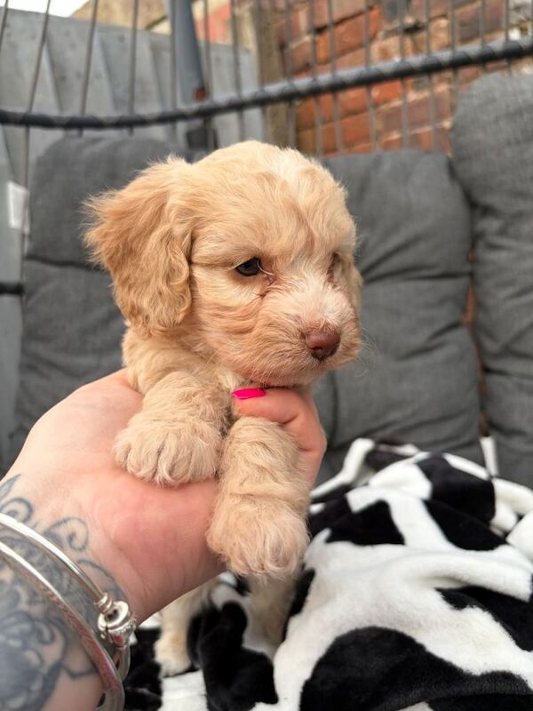 Toy cockerpoo beauties