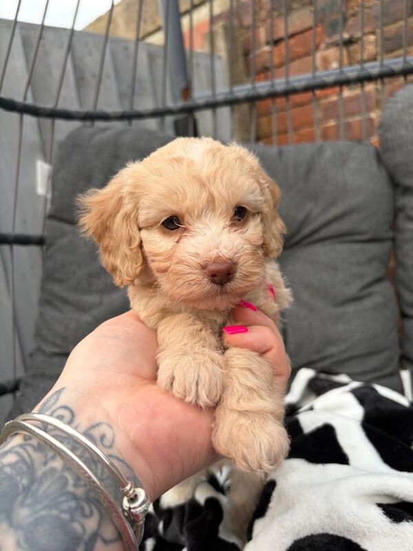 Toy cockerpoo beauties - Image 2 of 6