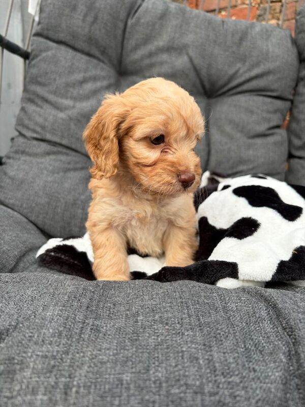Toy cockerpoo beauties - Image 3 of 6