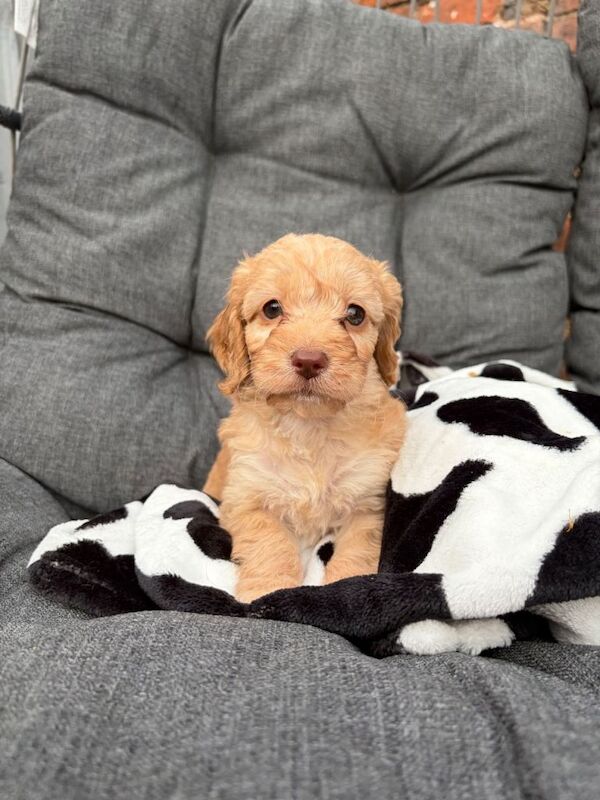 Toy cockerpoo beauties - Image 4 of 6