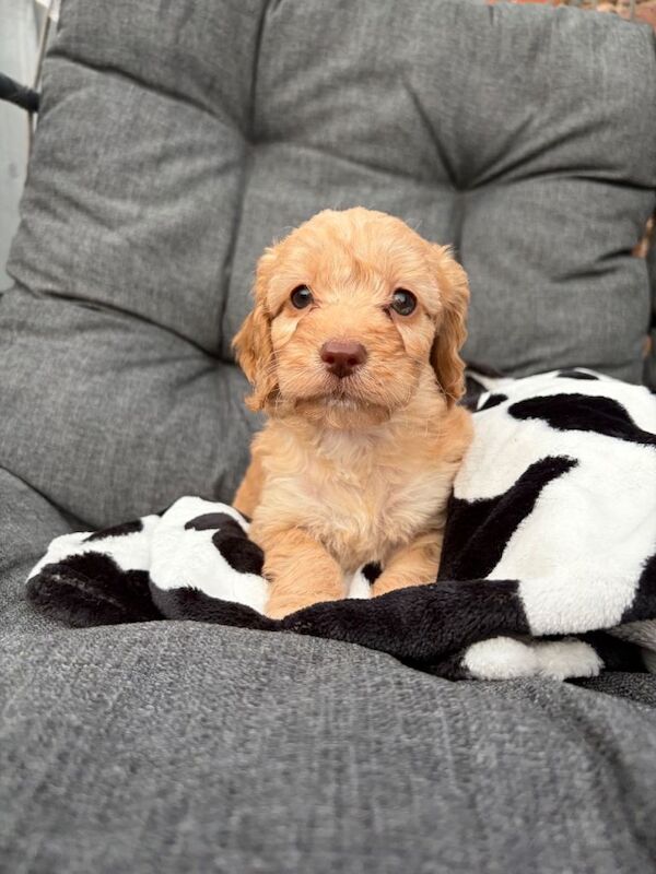Toy cockerpoo beauties - Image 5 of 6