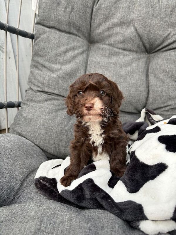 Toy cockerpoo beauties - Image 6 of 6