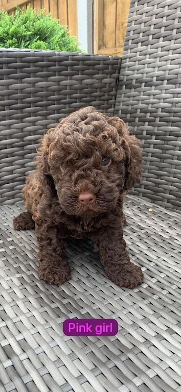 Cockapoo puppies for sale in Wolverhampton, West Midlands – 10 weeks old - Image 2 of 7